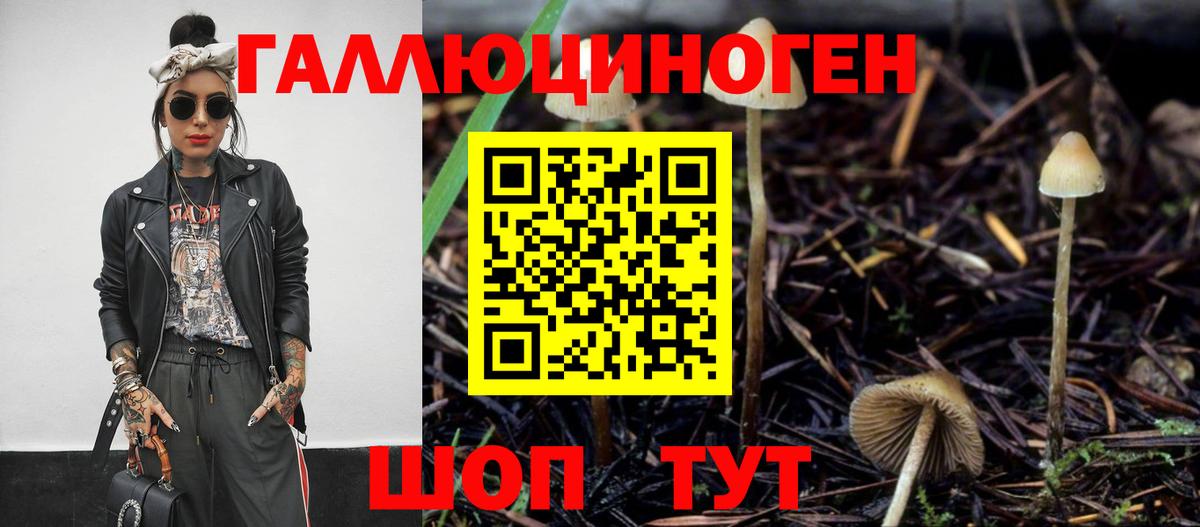 Псилоцибиновые грибы Psilocybe Сосновый Бор