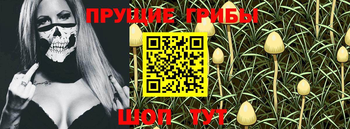 Галлюциногенные грибы Psilocybe  Вход с VPN  Псилоцибиновые грибы Psilocybine cubensis  Сосновый Бор 